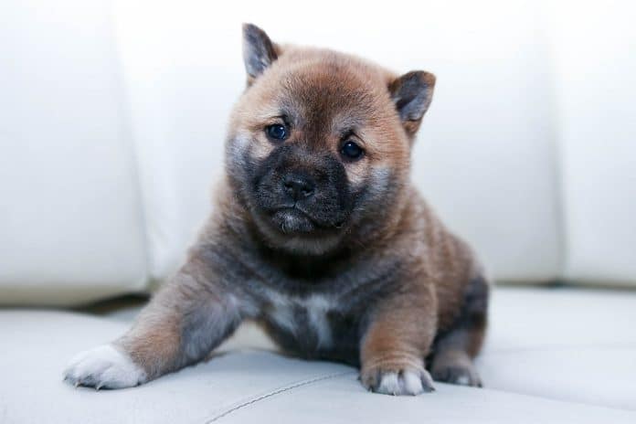 Filhote de cachorro da raça Shiba baby doge coin