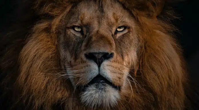 Foto de um leão, símbolo do Imposto de Renda