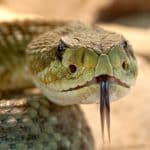 Cobra.