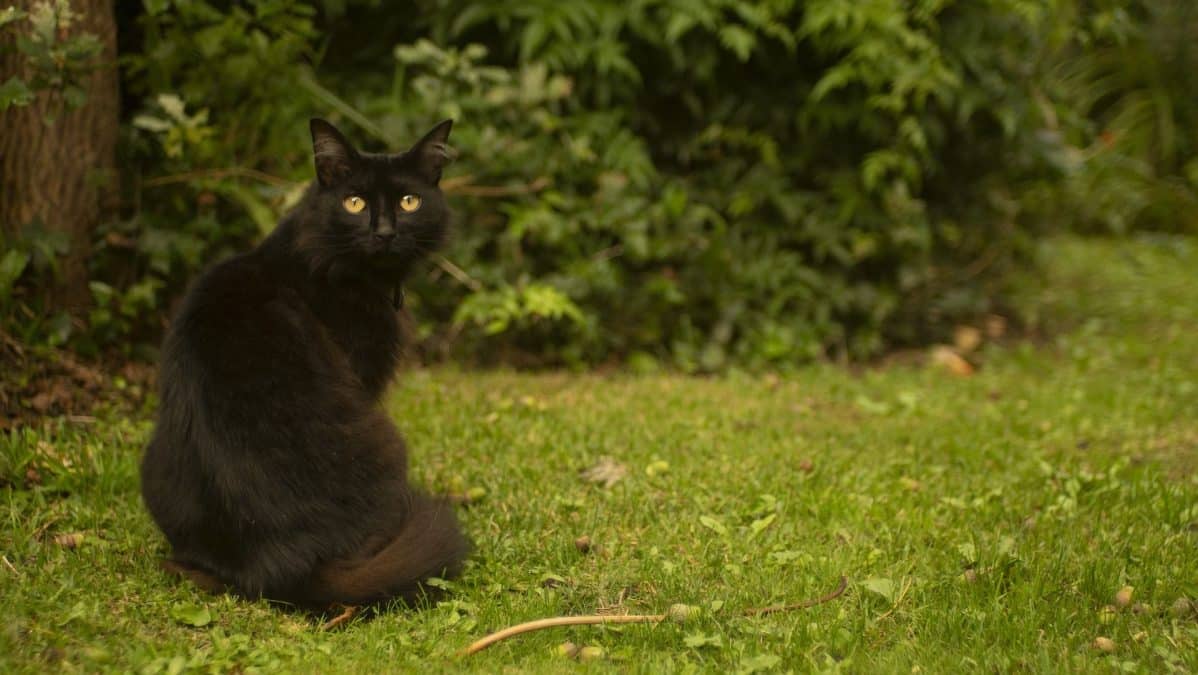 Gato.