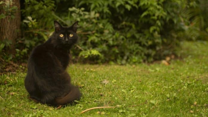 Gato.