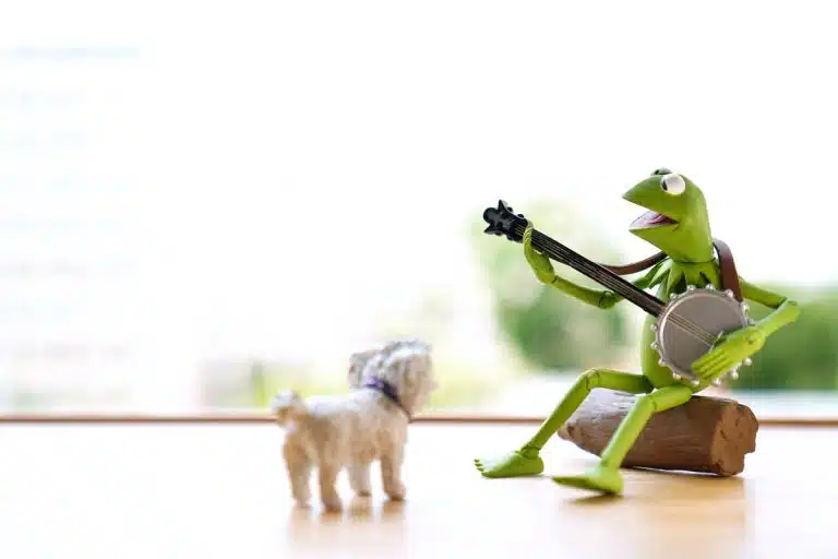 Cachorro observando com atenção para sapo tocar violão, BabyDoge e Pepe memecoins