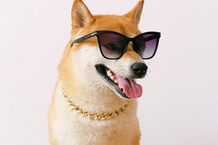 Cachorro símbolo da Dogecoin com óculos