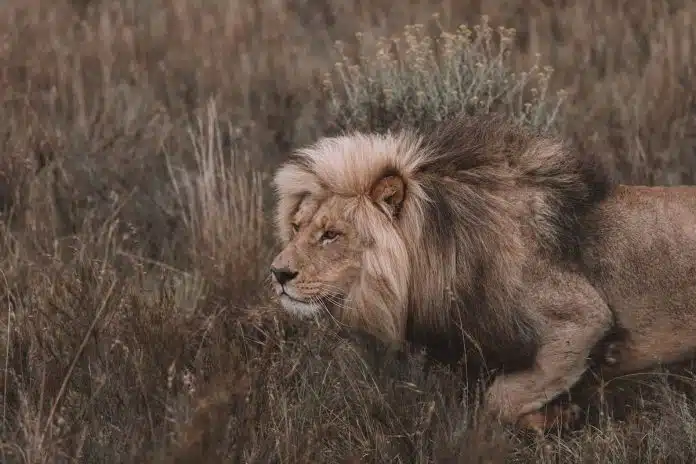 Leão caçando, símbolo do imposto de renda