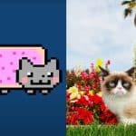 Memes Nyan Cat e Grumpy Cat foram inspiração para criptomoedas, mas projetos de memecoins receberam intimação