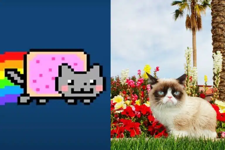 Memes Nyan Cat e Grumpy Cat foram inspiração para criptomoedas, mas projetos de memecoins receberam intimação