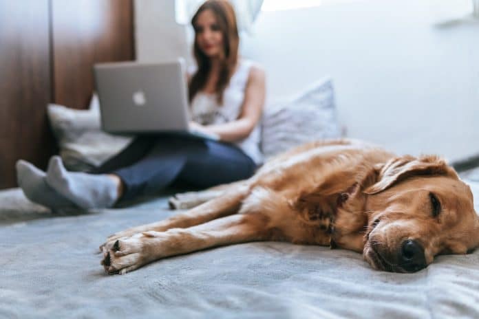 Mulher trabalhando em notebook enquanto cachorro dorme ao seu lado na cama