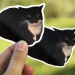maxwell cat meme