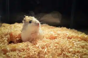 Hamster. Imagem de Martin Javorek por Pixabay.
