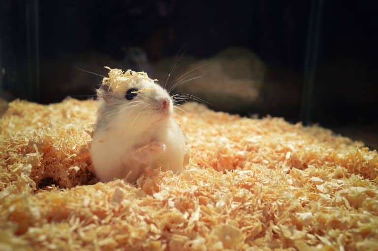 Hamster. Imagem de Martin Javorek por Pixabay.
