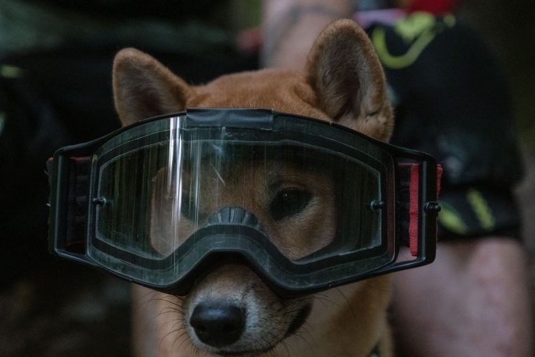 Cachorro da raça símbolo da Dogecoin com óculos no rosto