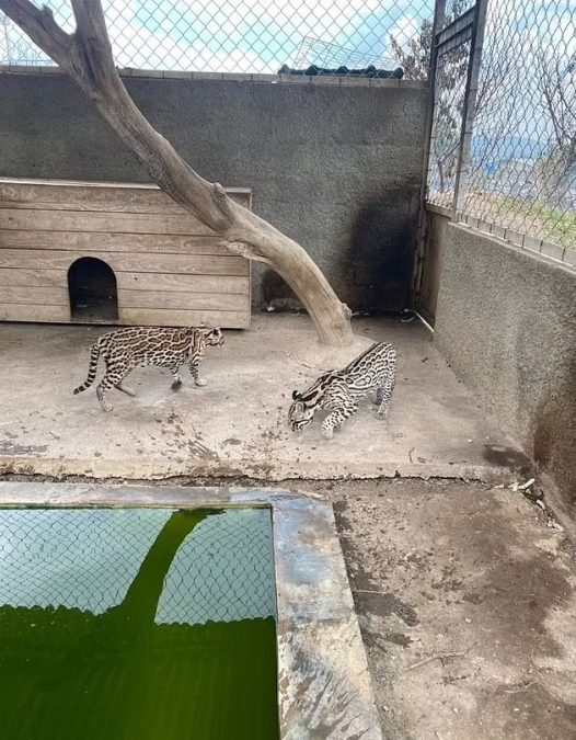 Zoológico na prisão de Tocoron. Fonte: DailyMail.