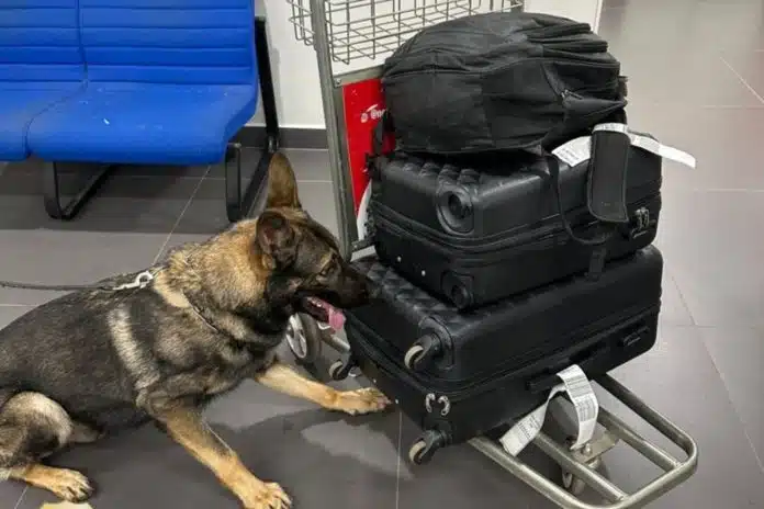 Cachorro da Receita Federal ao lado de mala em Aeroporto durante fiscalização