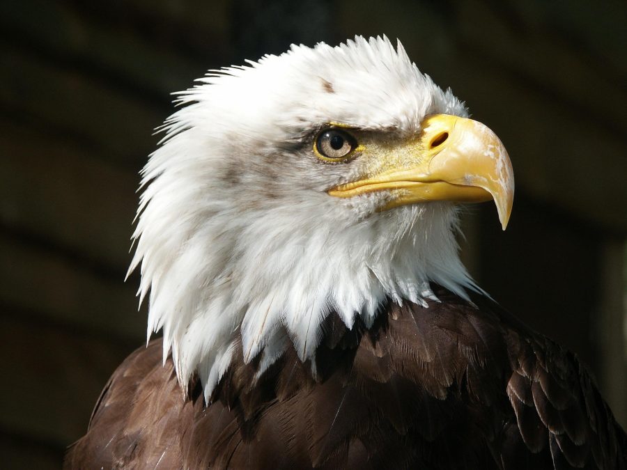 Águia-americana