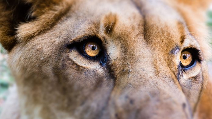 Regras corretoras de criptomoedas receita federal brasil