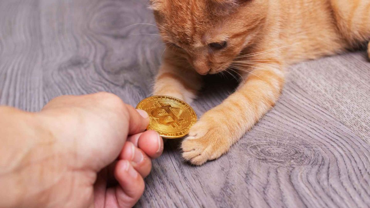 Gato pegando bitcoin simbólico enquanto mão segura moeda Câmara dos Deputados debate confisco de criptomoedas em casos de crimes contra animais