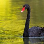 Cisne Negro nadando em água