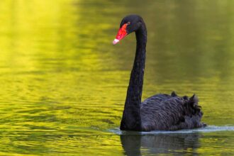 Cisne Negro nadando em água