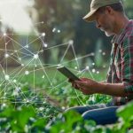 Homem em lavoura com sistema digital em foco Ministério da Agricultura regulamenta uso da tecnologia blockchain para rastrear safras de grãos