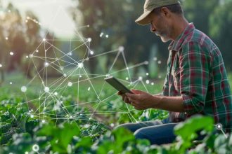 Homem em lavoura com sistema digital em foco Ministério da Agricultura regulamenta uso da tecnologia blockchain para rastrear safras de grãos
